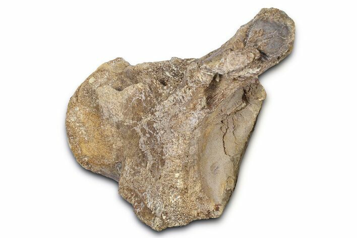 Fossil Mosasaur (Tylosaurus?) Vertebra - Kansas #382069